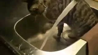 Ржач! Кот купается в раковине!