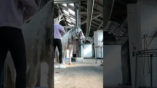 Die erste Woche mit meinen neuen Pferd! 🤍🐴 #asmrjanina #equestrian #horse #shortvideo #shortsfeed