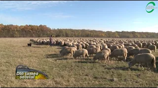 Merinos de Palas, de ce să crești această rasă