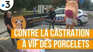 WELFARM se mobilise contre la castration à vif des porcelets dans le JT de France 3