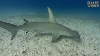 Great Hammerhead Sharks | JONATHAN BIRD'S BLUE WORLD