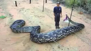 Самые большие змеи людоеды ...