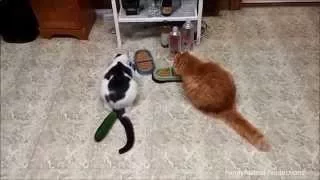 Кошки Против Огурцов #2 - Cats vs Cucumbers #2