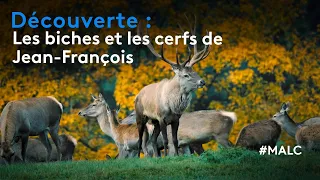 Découverte : les biches et les cerfs de Jean-François