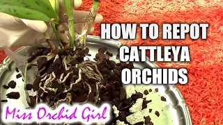 How to repot a Cattleya orchid