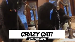 This Cat is Really Bad At Drinking Water | Viral on Twitter!