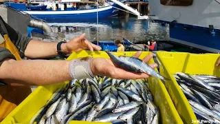 Descargas de anchoa en Ondarroa