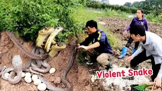 Terrified With Hundreds Of Extremely Violent Snakes Fighting For Eggs To Attack People | Mike Vlogs