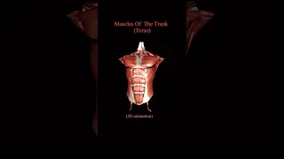 Muscles Of The Trunk / Torso (3D animation)  #shorts #study #medical