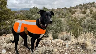 Rabbit Hunting With My CATAHOULA LEOPARD DOG!