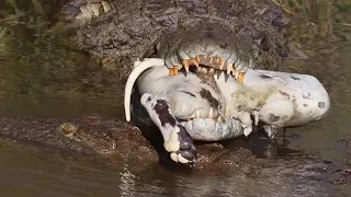 RARE sighting of CROCS eating HYENA carcass