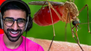 10 Most Dangerous Animals