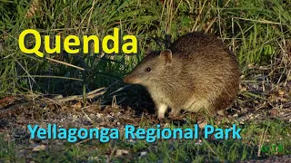 Quenda @ Yellagonga Regional Park