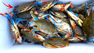 How to Catch, Prep, and Cook LIVE! Blue Crabs