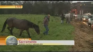 Horses That Got Loose Safely Wrangled