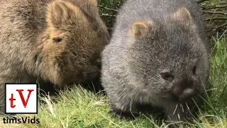 Wild wombats - Adorable Mother and Baby at Cradle Mountain, Australia