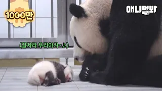 Mother Panda Dearly Looking At Her Sleeping Baby