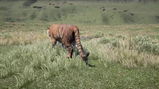 Far Cry 4 Bengal Tiger Hunting Boar (Better Version)