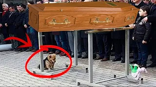 The dog came to his owners funeral. What happened next made everyone cry Then This Happened