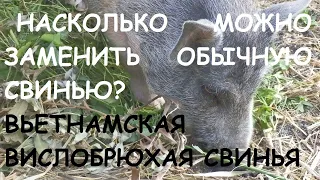 Вьетнамская вислобрюхая свинья: заводить или нет? [без приукрашивания]