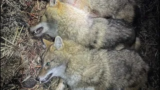 Охота на шакалов ночью с тепловизора в целях регулирования численности