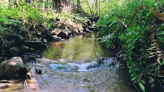 Calm Flowing River Water,The Sound of River Water And  Birds Chirping  is great for Meditation,Rilex