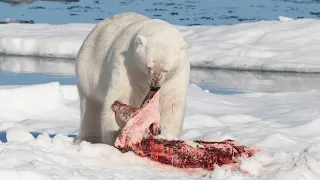 How Do Polar Bears Survive | Animals Summary