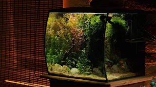 Colorful jungle in my Fluval Flex - Is a factory aquarium set good enough?