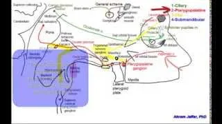 Cranial parasympathetic ganglia