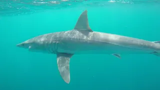 FLYING MAKO SHARK