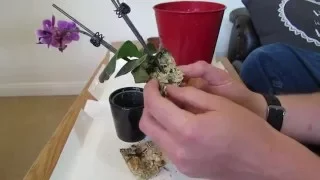 Repotting Miniature Phalaenopsis Orchid