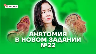 Анатомия в новом задании №22 | Биология ЕГЭ 2022 | Умскул