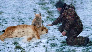 Lynx Cub Can't Stop Crying And Beg Someone Can Save Her Dying Mother, Then This Man Appeared...