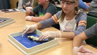 Homeschool Lab: Bullfrog Dissection