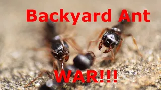 WAR for your Backyard! The Sidewalk Battles of Pavement Ants