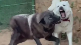mira lo que pasa cuando un perro turco se encuentra con un lobo de alaska.