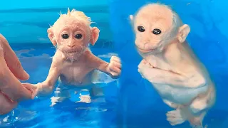 Bibi monkey learns to swim can hold him breath underwater (Session 2)