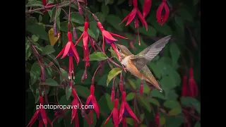 Три вечные струны, молитва, песнь любовь...Оксана Полищук