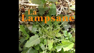 Salade d'hiver et de printemps - la Lampsane