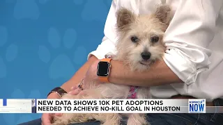 New data reveals 10k pet adoptions needed to achieve no-kill goal in Houston