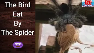 Spider Eat the Bird / Rehm Tech