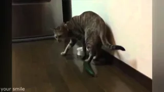 Коты и Опасные Огурцы   Cats Scared by Cucumbers