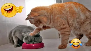 Funniest Cats And Dogs Videos 😁 - Best Funny Animal Videos 2024 🥰