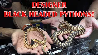 BLACK HEADED PYTHONS with JASON HOOD! DAYTONA REPTILE EXPO- Part 2