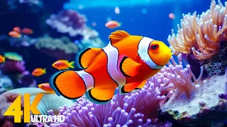 Aquarium 4K VIDEO (ULTRA HD) - Beautiful Coral Reef Fish - Sleep Relaxing Meditation Music #5