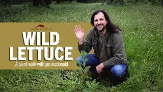 Wild Lettuce | A plant walk with jim mcdonald