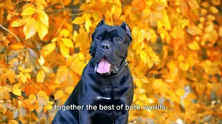 Lab Cane Corso Mix - The Ultimate Dog Lovers Guide!