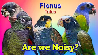 Complete Guide to Pionus Parrot General Behaviour
