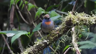 Rufous-gorgeted Flycatcher - Vietnam 2023