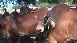 RANCHO EL GENERAL.- BRAHMAN ROJO Y BRAHMAN GRIS CON SELECCIÓN FUNCIONAL.